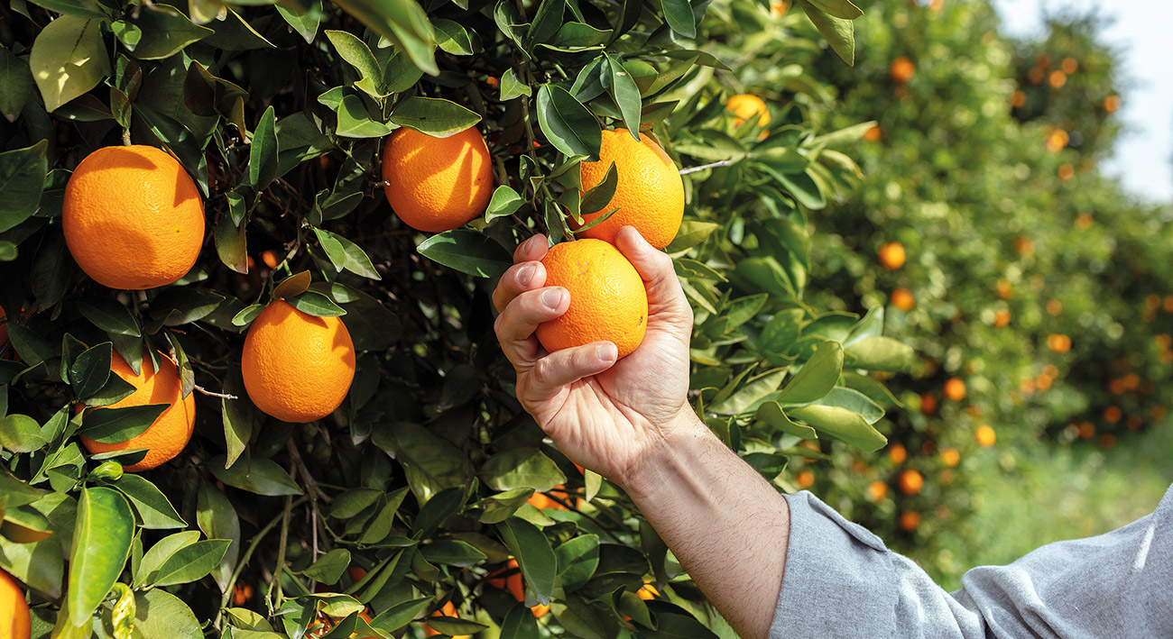 Vom Applaudierer zum Orangenpflücker