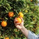 Vom Applaudierer zum Orangenpflücker