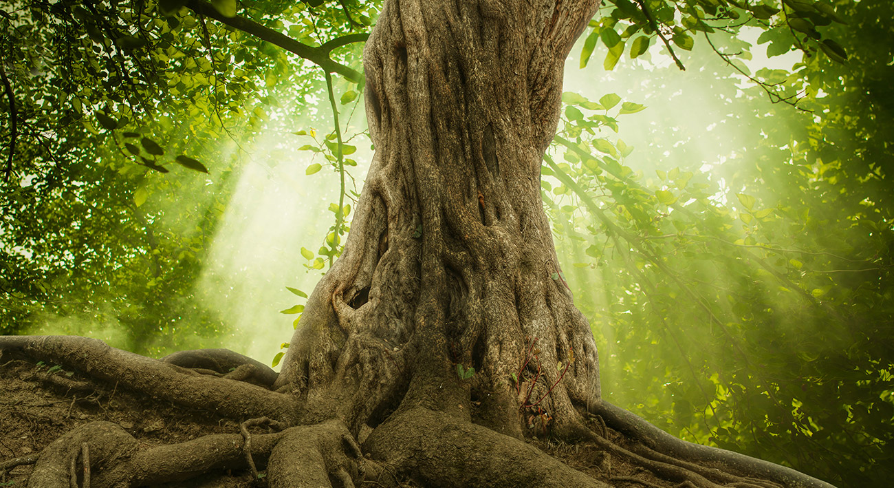 Wood Wide Web